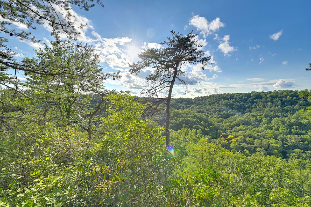 Panoramic forest view
